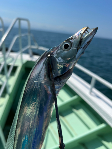 タチウオの釣果