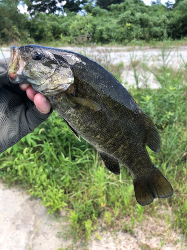 スモールマウスバスの釣果