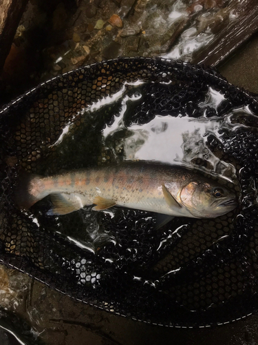 イワナの釣果