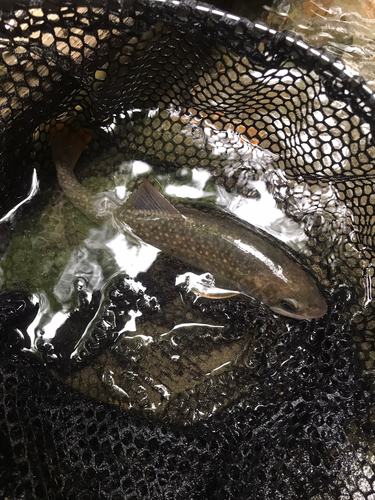 イワナの釣果