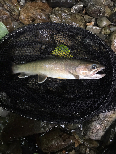 イワナの釣果