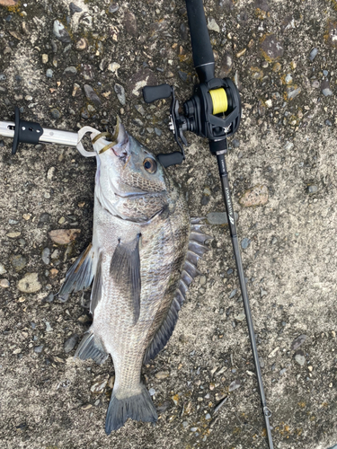 チヌの釣果