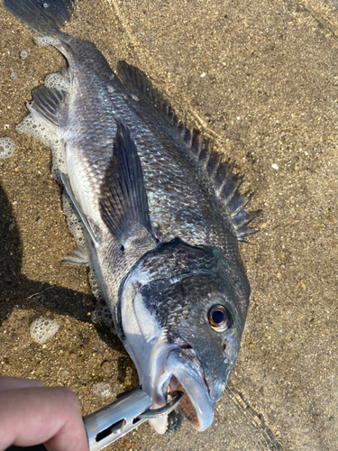 チヌの釣果