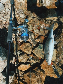 ウグイの釣果