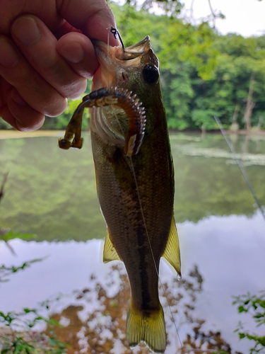 釣果