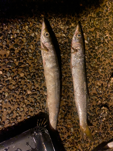 カマスの釣果