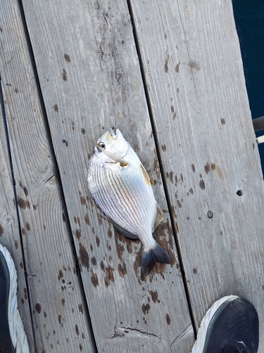 ヘダイの釣果