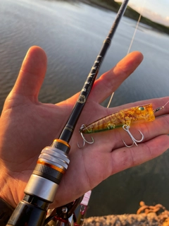 キチヌの釣果