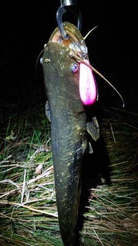 ニホンナマズの釣果