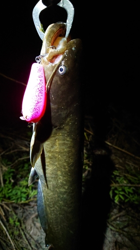 ニホンナマズの釣果