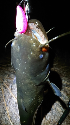 ニホンナマズの釣果