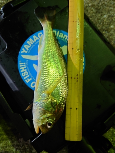 イシモチの釣果