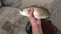 イシモチの釣果