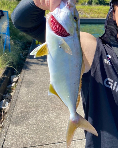 カンパチの釣果