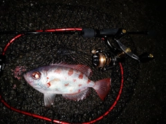 ゴマヒレキントキの釣果