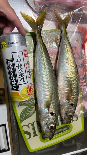 マルアジの釣果