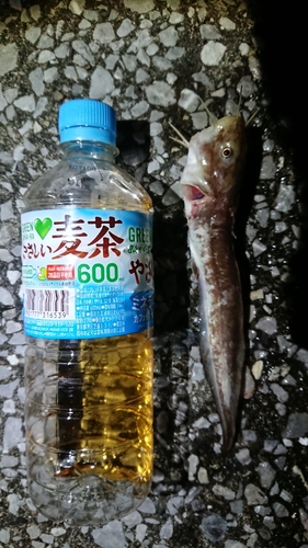 ゴンズイの釣果