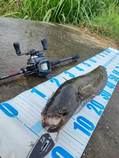 マナマズの釣果