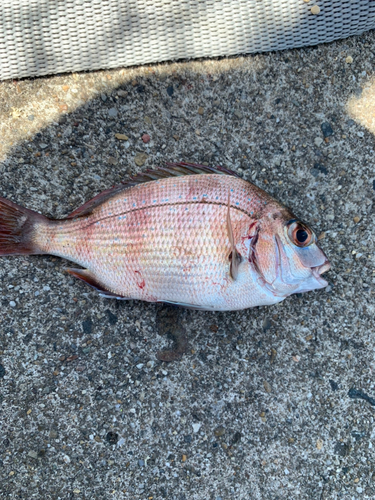 タイの釣果