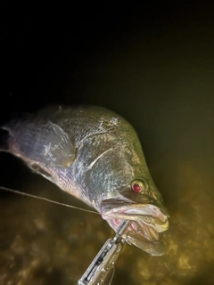 アカメの釣果