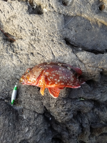 カサゴの釣果