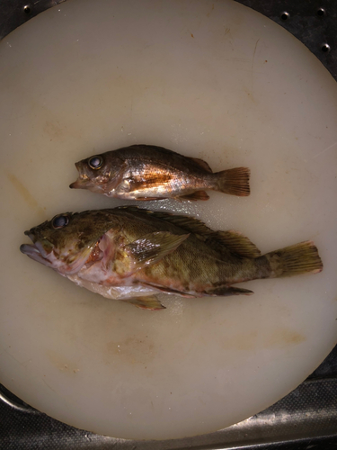 タケノコメバルの釣果