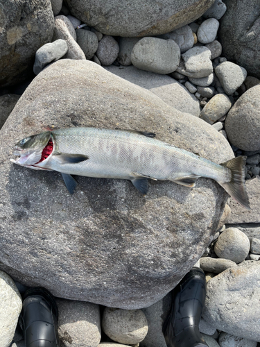 アキアジの釣果