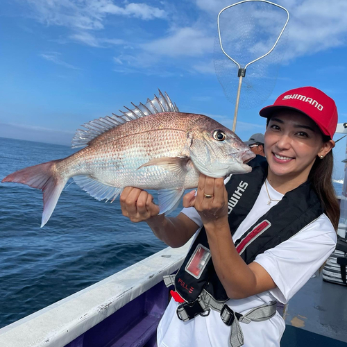 マダイの釣果