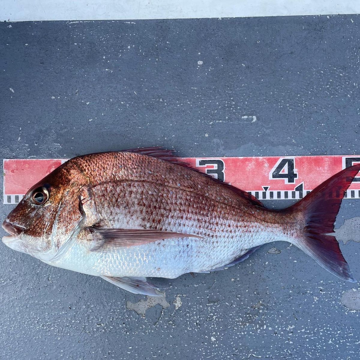 衣里さんの釣果 2枚目の画像