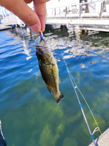 ラージマウスバスの釣果