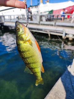 イエローパーチの釣果