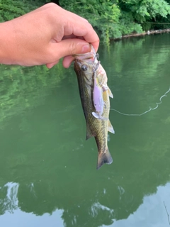 ラージマウスバスの釣果