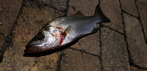 スズキの釣果