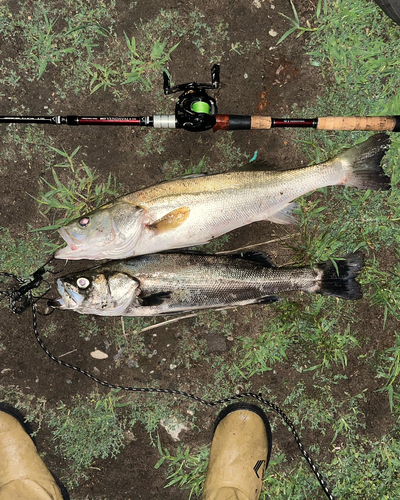 スズキの釣果