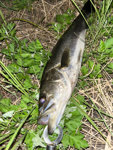 セイゴ（マルスズキ）の釣果