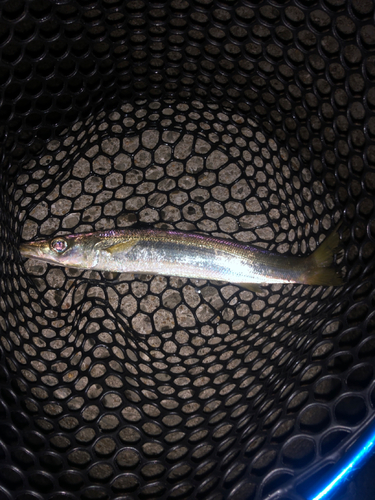 アカカマスの釣果