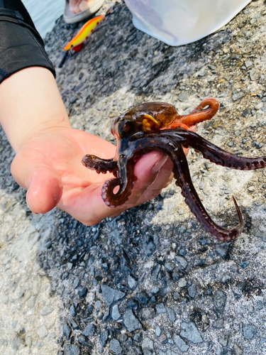 タコの釣果