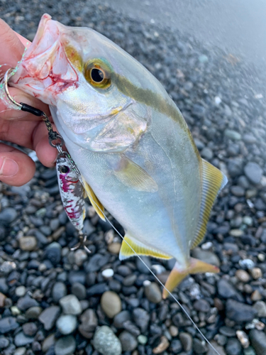 ショゴの釣果