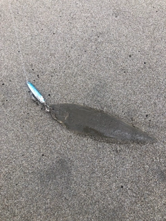シタビラメの釣果