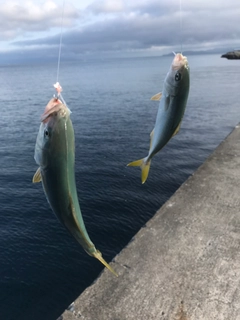 ワカシの釣果