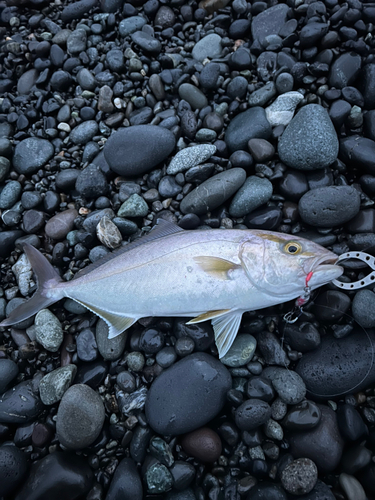 ショゴの釣果