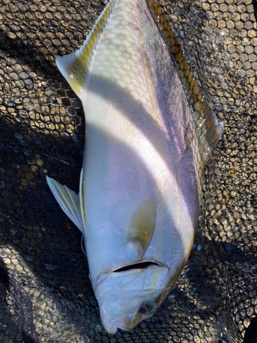 ショゴの釣果