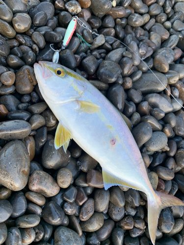 シオの釣果