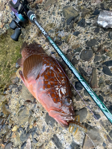 アコウの釣果