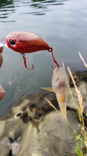 アナハゼの釣果