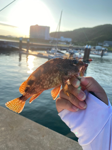 カサゴの釣果