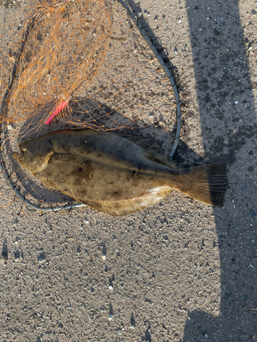 ヒラメの釣果