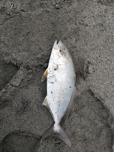 ショゴの釣果