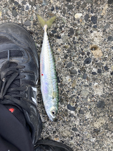 サバの釣果