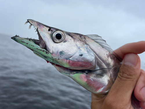 タチウオの釣果